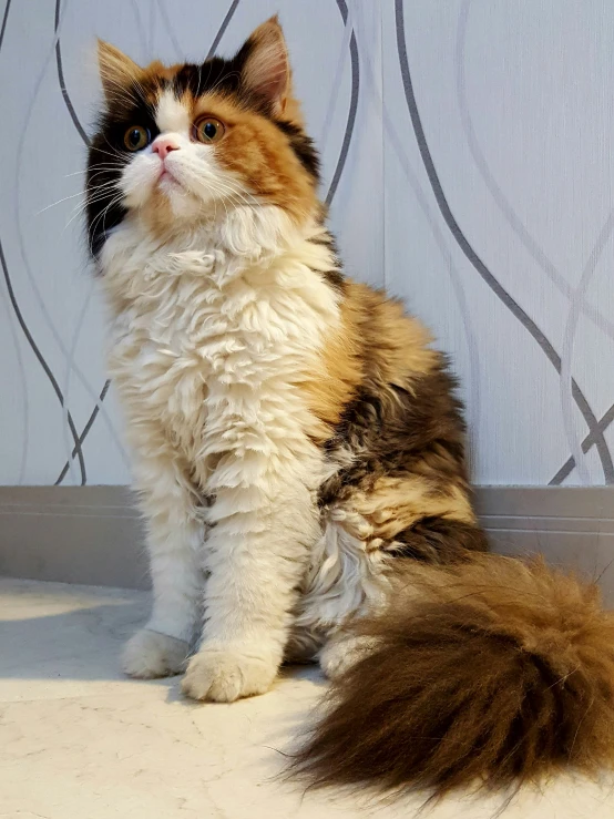 a cat sits looking upward with a curious look