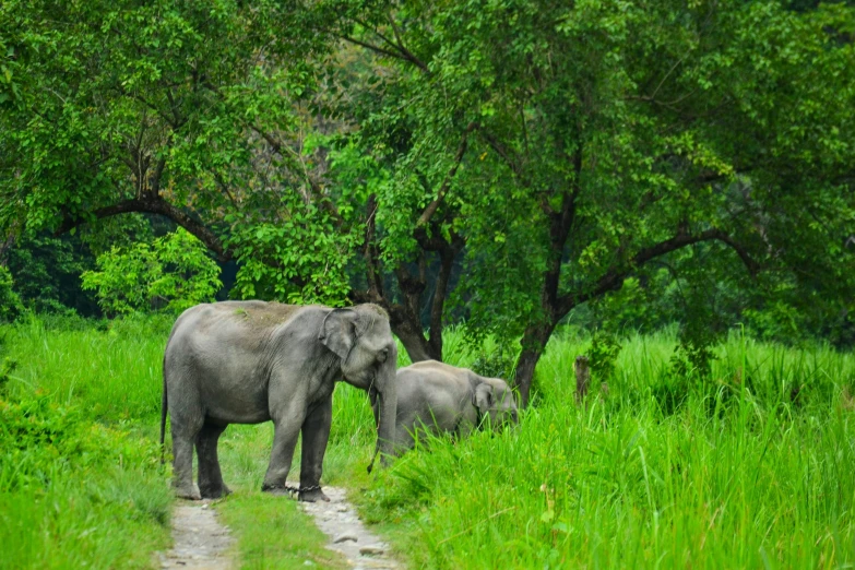 two large elephants walking down the road with a baby elephant