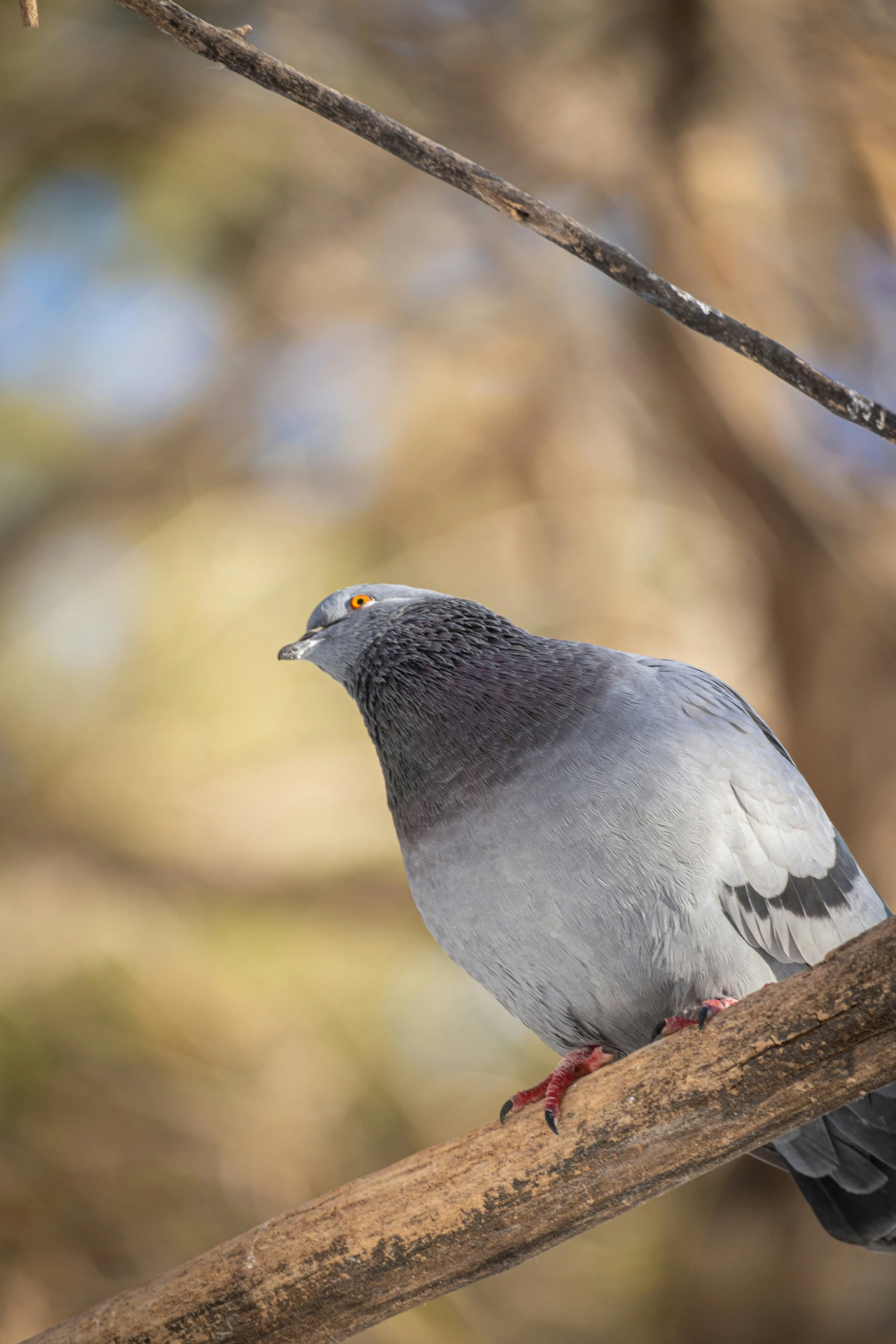 a bird standing on the side of a tree nch