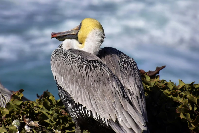 a bird sitting on the edge of a body of water