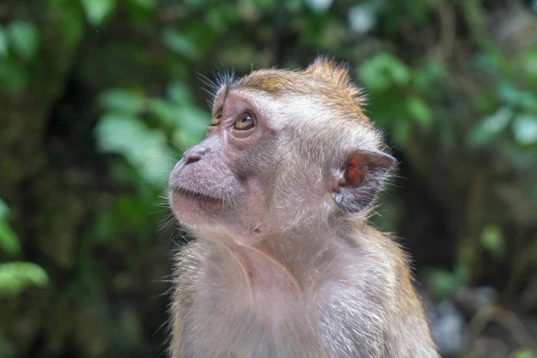 a monkey with some sort of unkempt look