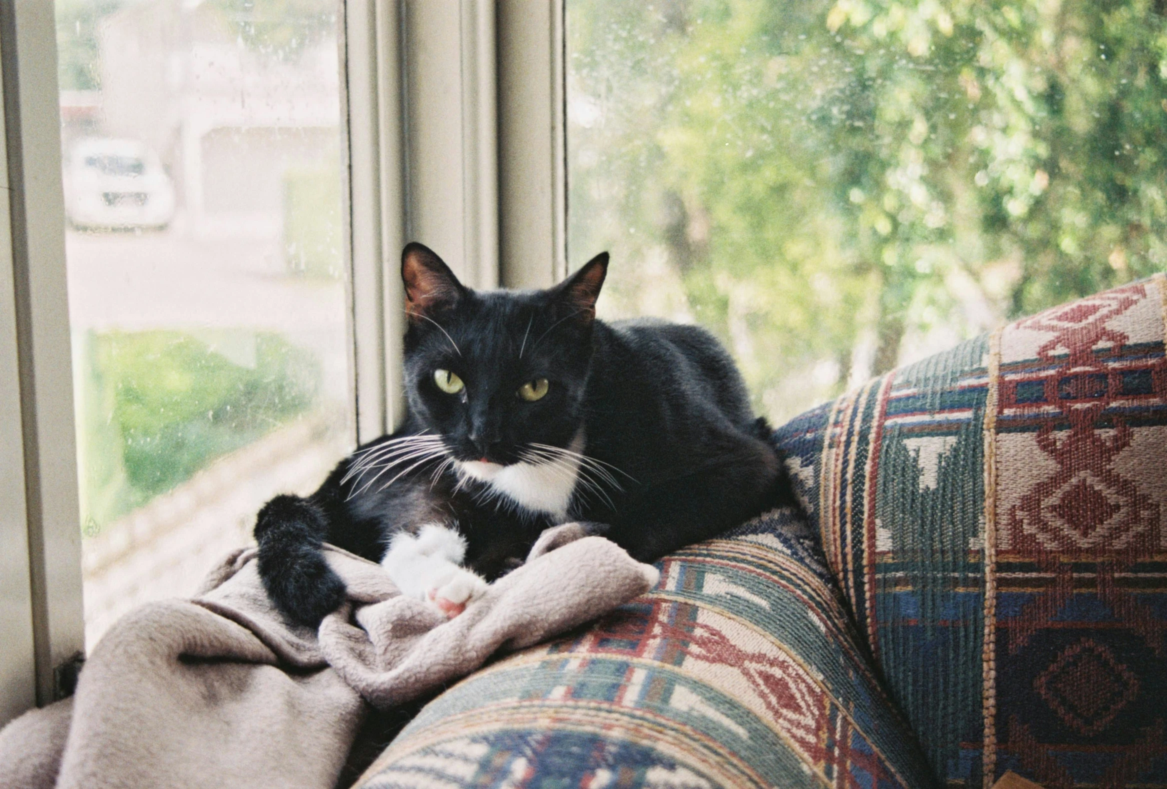 cat laying on couch with blankets in foreground