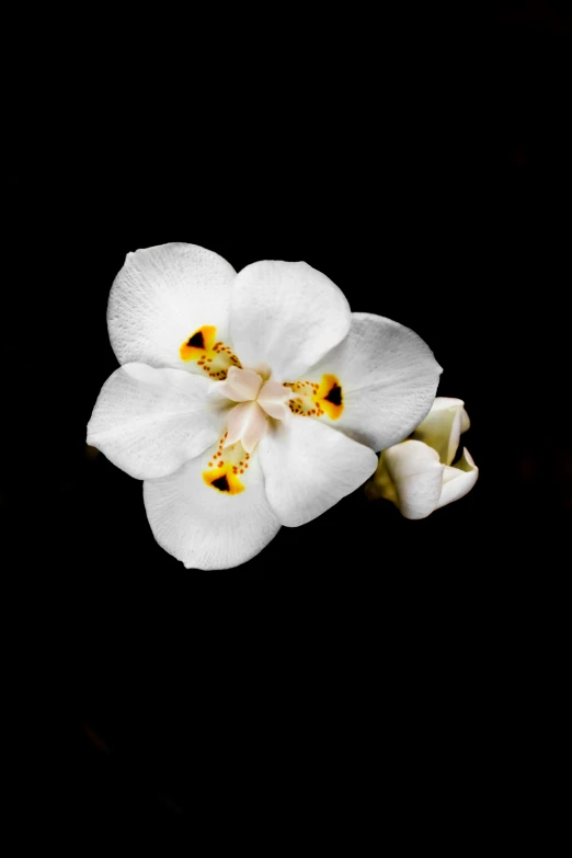 there is a flower with yellow petals on the petals