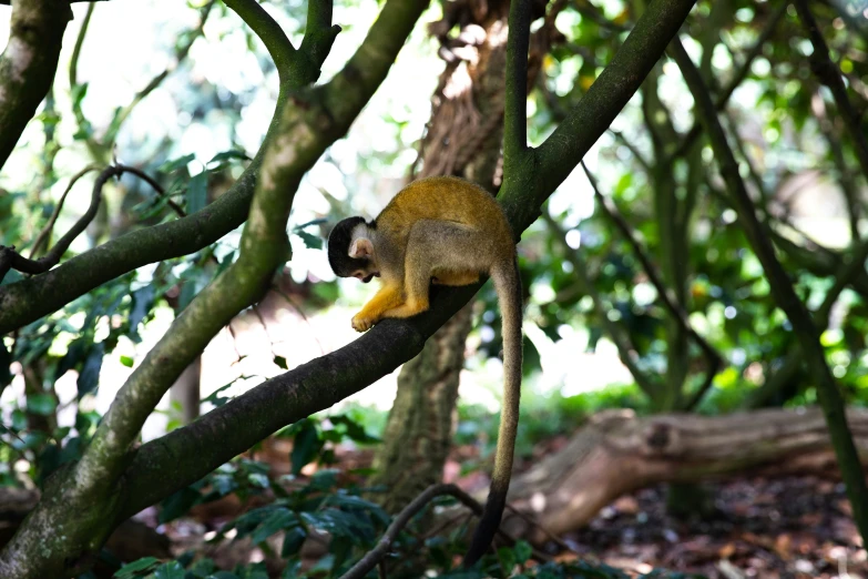 monkey sits on nch of tree with lots of leaves