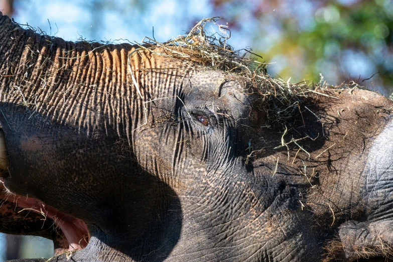 an elephant standing on the ground with its mouth open