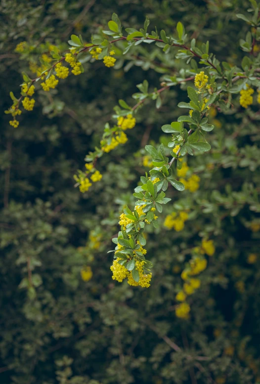 some very pretty flowers near some green trees