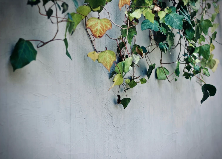 the leaves of this plant hanging on the wall look like they are growing on a vine