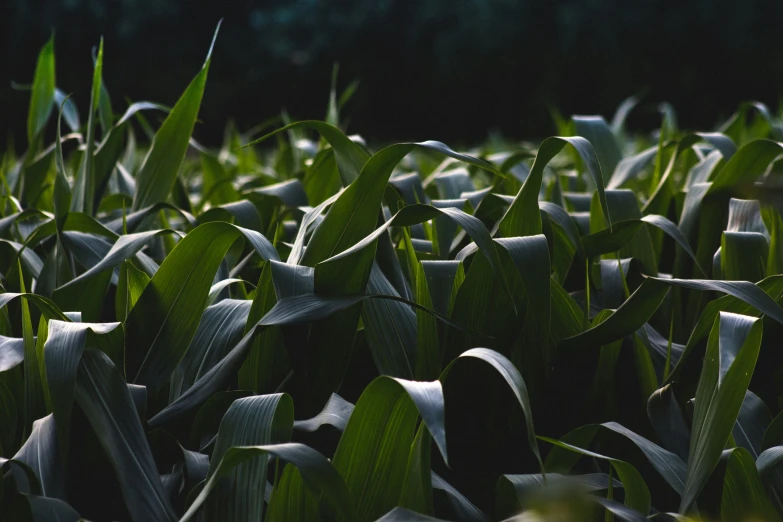 large group of green corn plants growing in a field