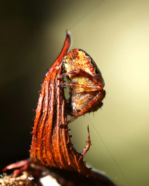 a spider with long legs standing on a plant