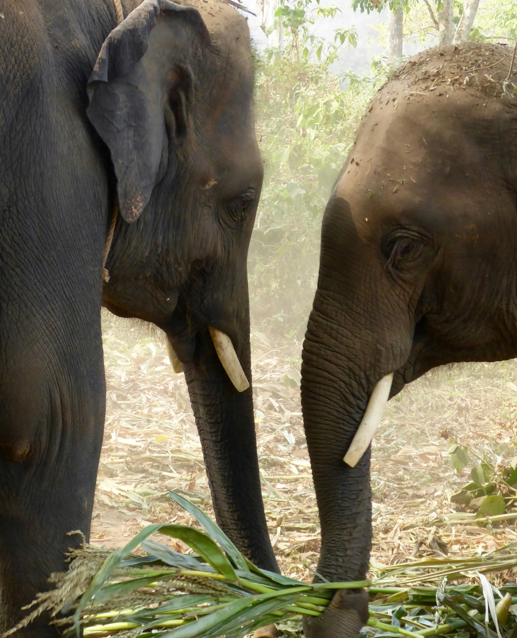 two elephants facing each other by themselves