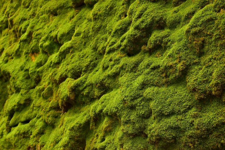 a very large mossy green wall with grass growing on it