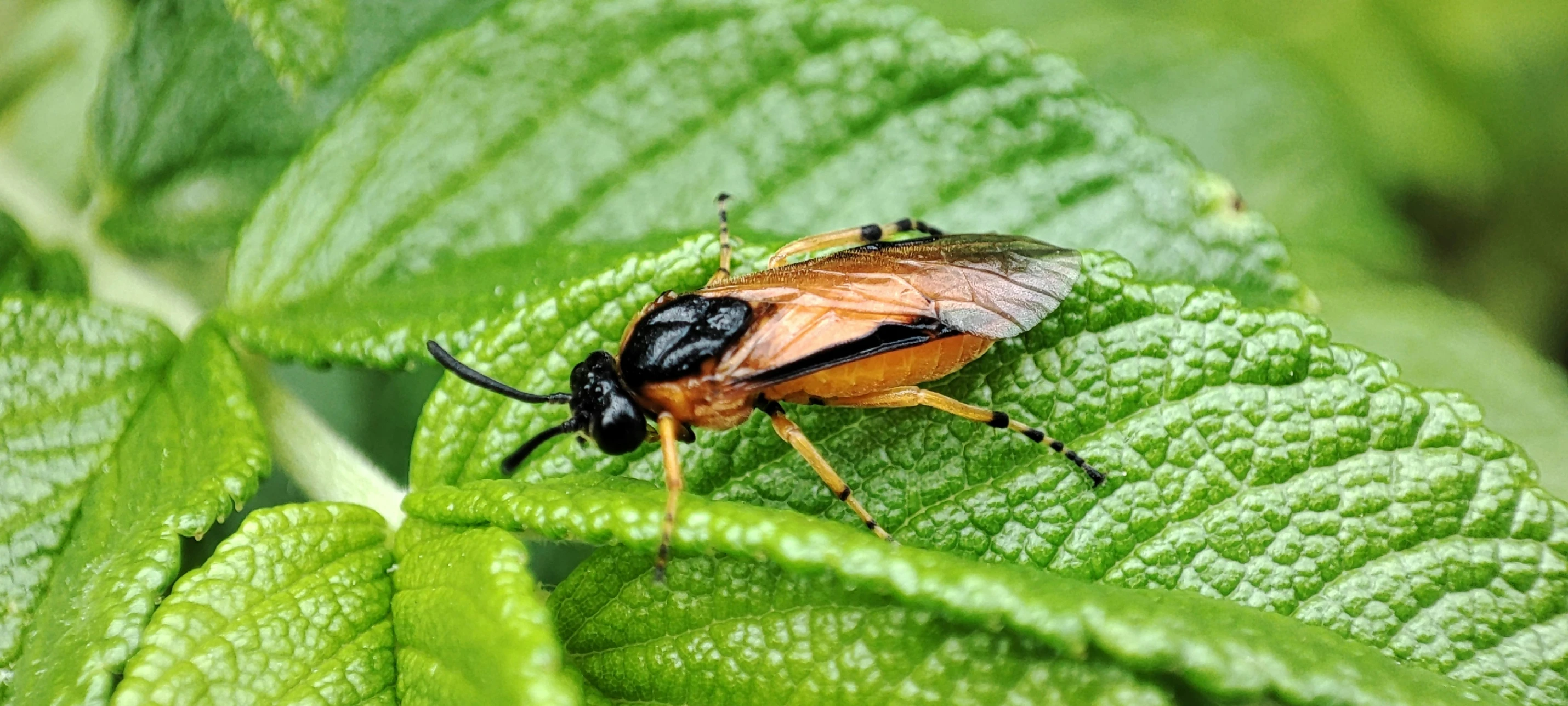 the insect on the leaf is brown and black