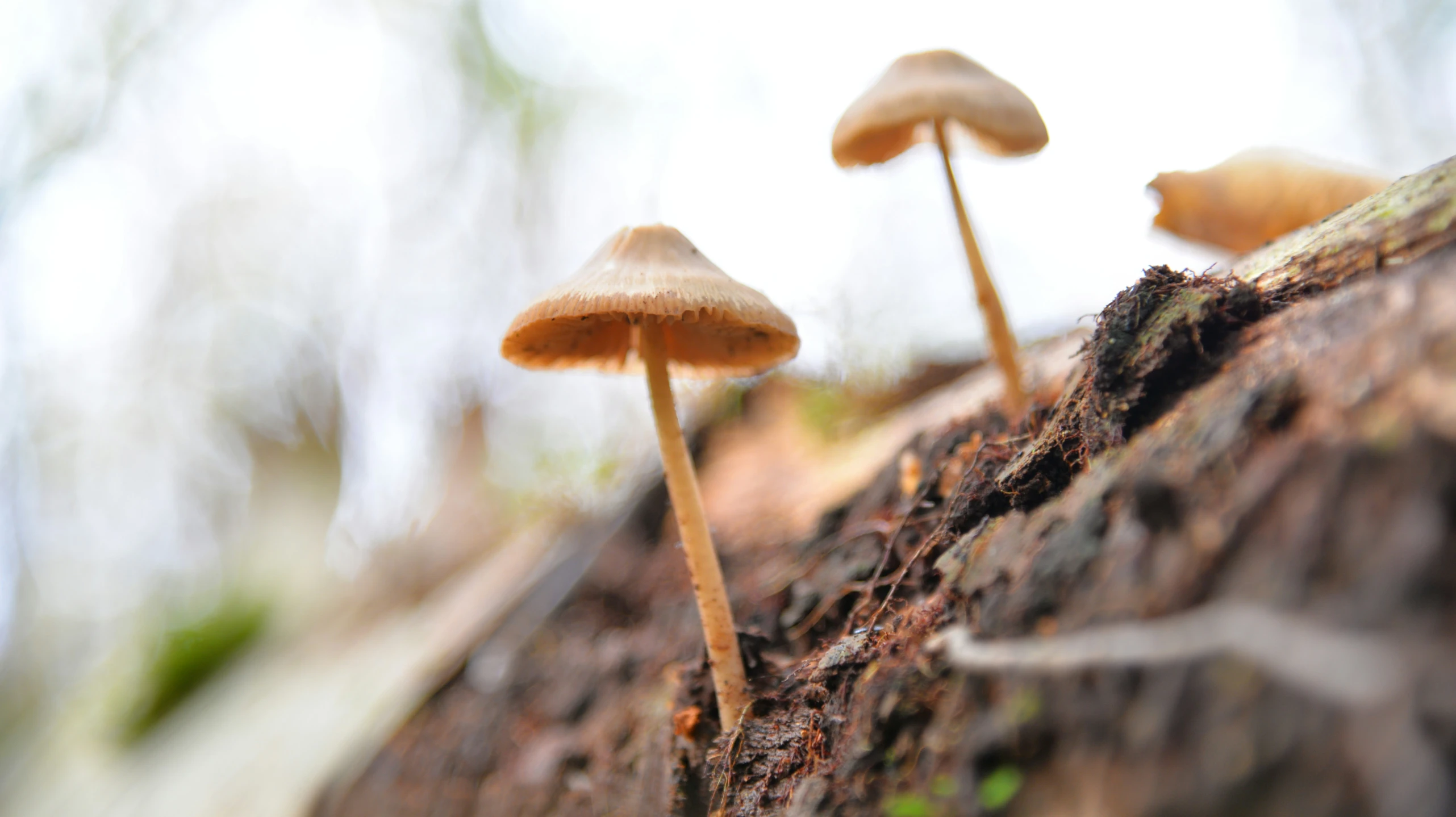 three mushrooms that are growing out of the bark