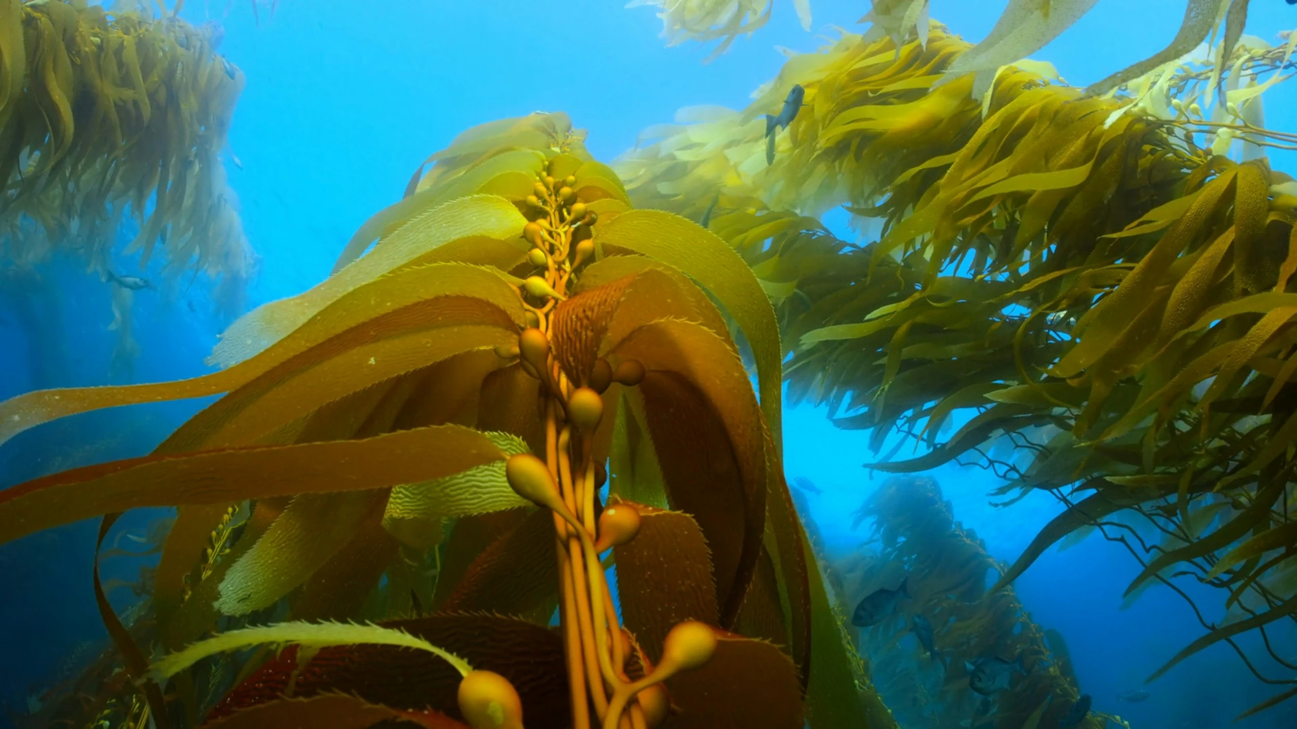 green plants floating in the ocean with blue water