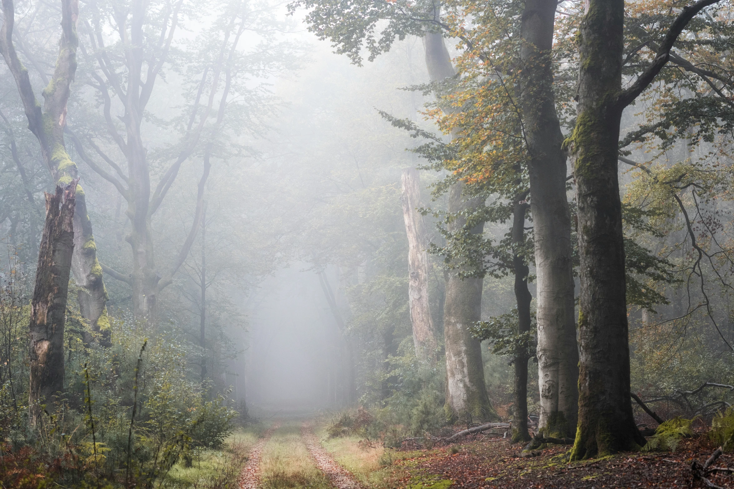 a dirt road runs through a dense foggy forest