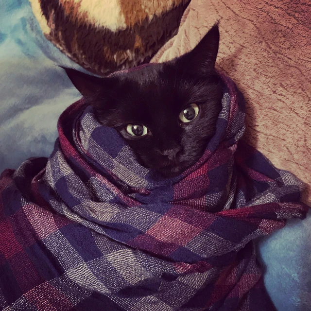 a black cat wrapped up in a blanket