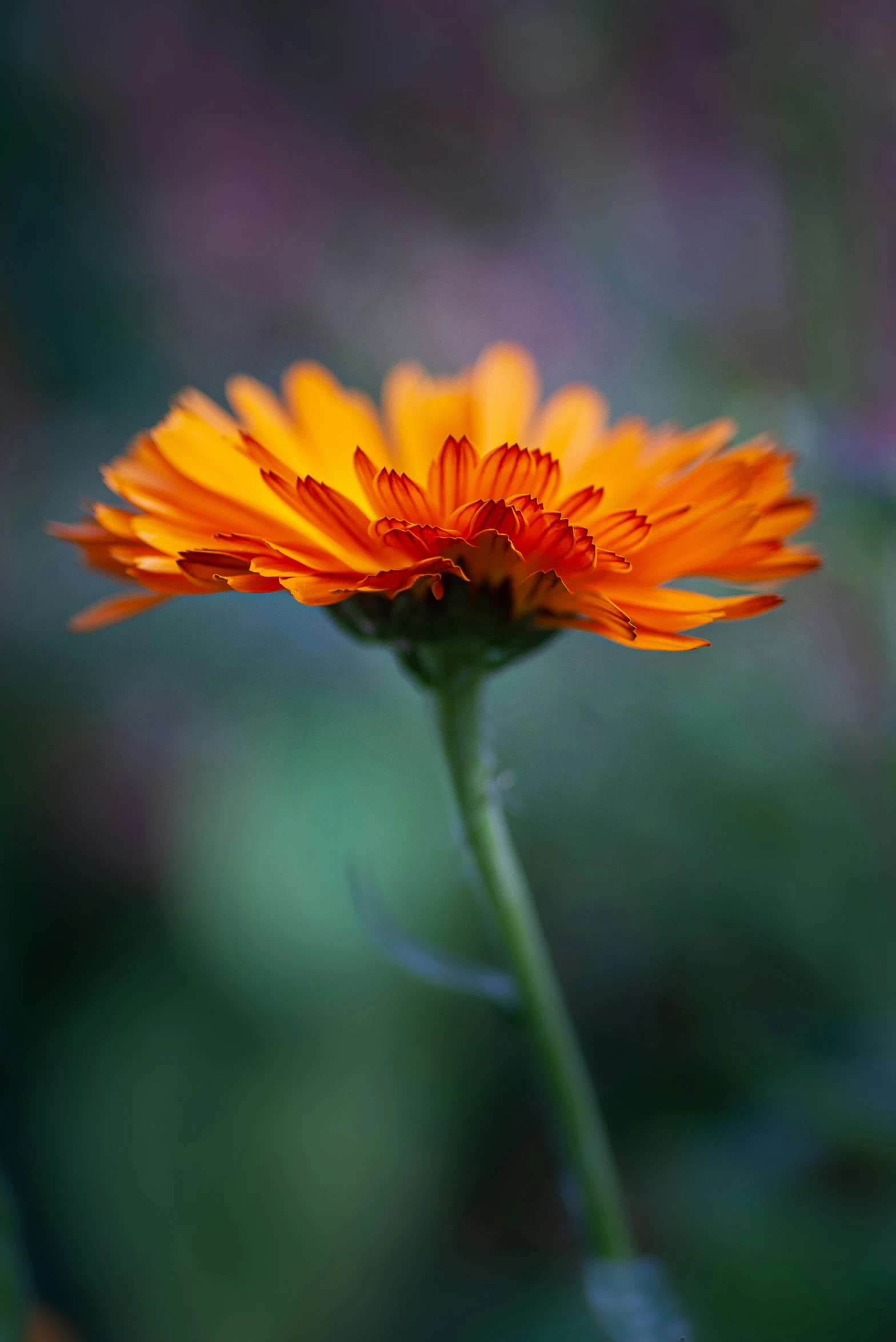 a large orange flower on top of a green stalk