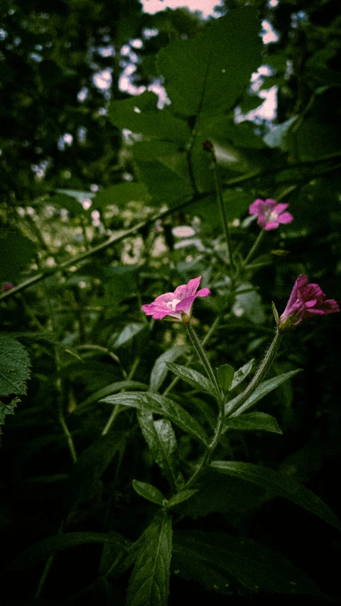 a close up view of some small pink flowers