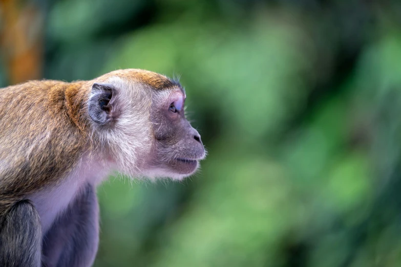 the monkey is looking down and a blurry background