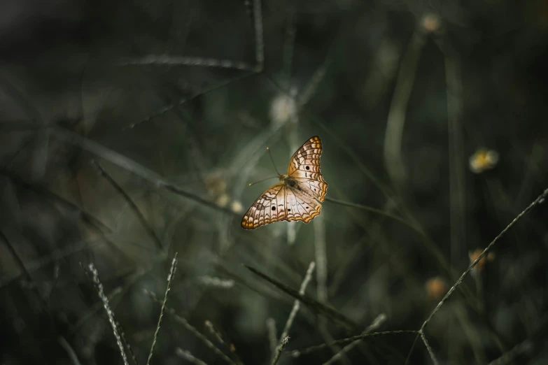 a erfly is flying low in the grass