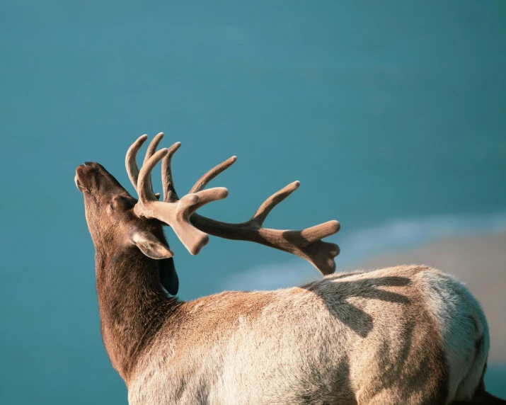 a very big pretty deer standing near the water