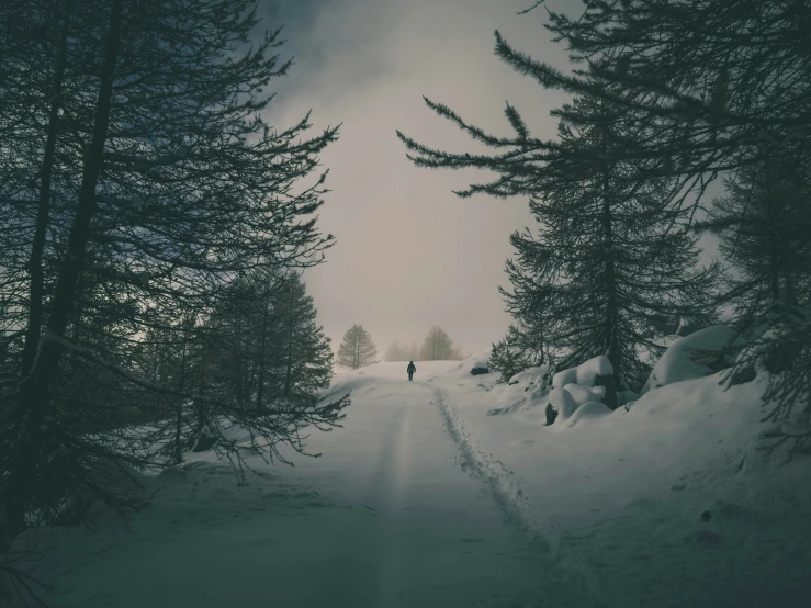 two people walk on a path through snowy forest