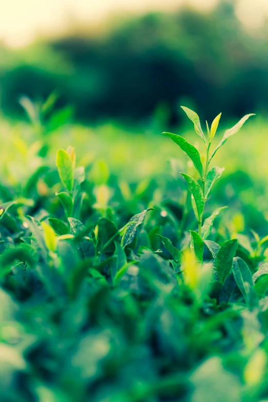 the leafy tops of a small tree growing from a patch of ground