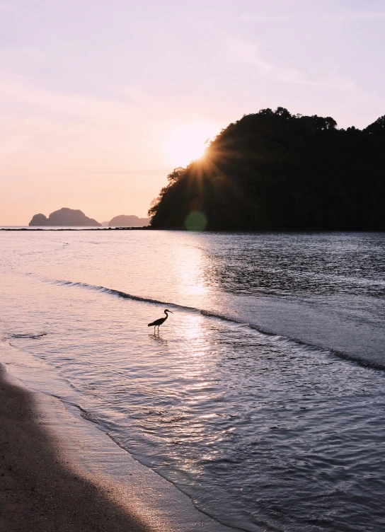 a bird walking along the shore line as the sun sets