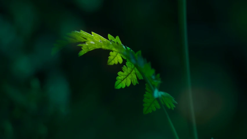 there is a very bright green plant with two leaves