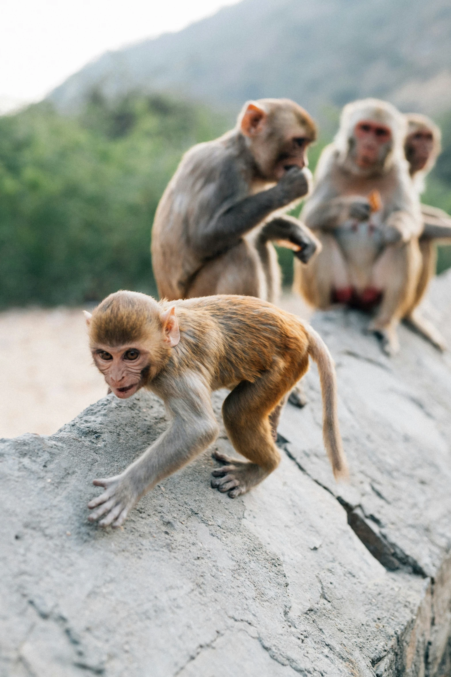 a bunch of small monkeys are on the rocks