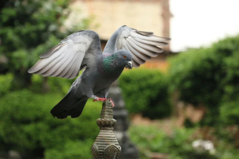 a bird on top of a bird feeder in flight