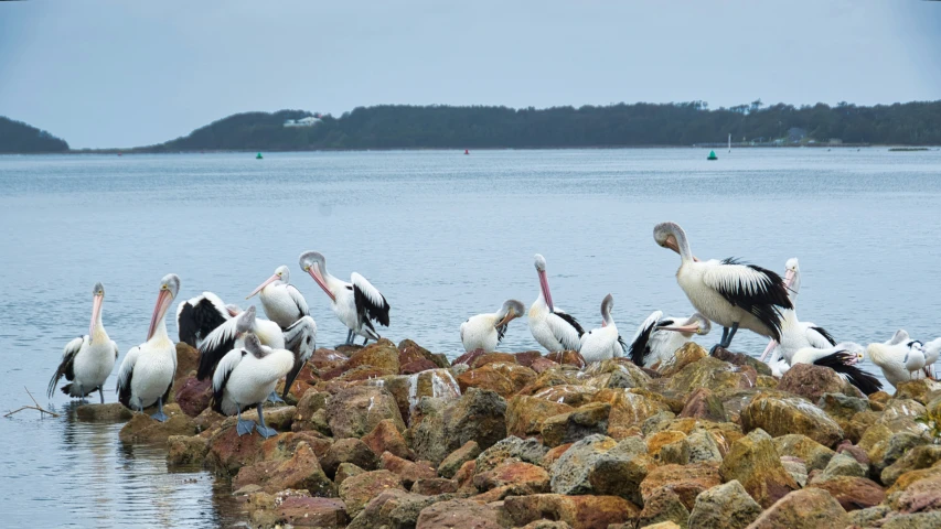 a flock of birds is on rocks in the water