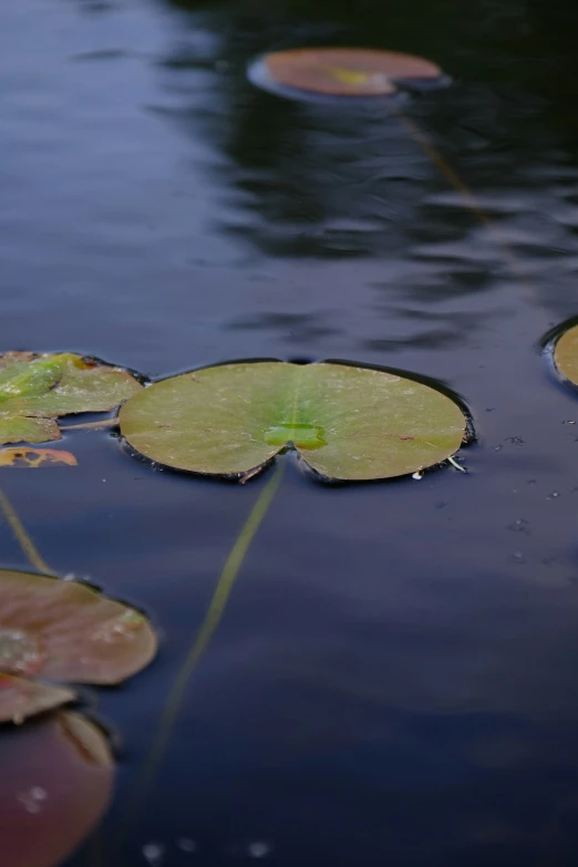 there are three water lilies floating on the water