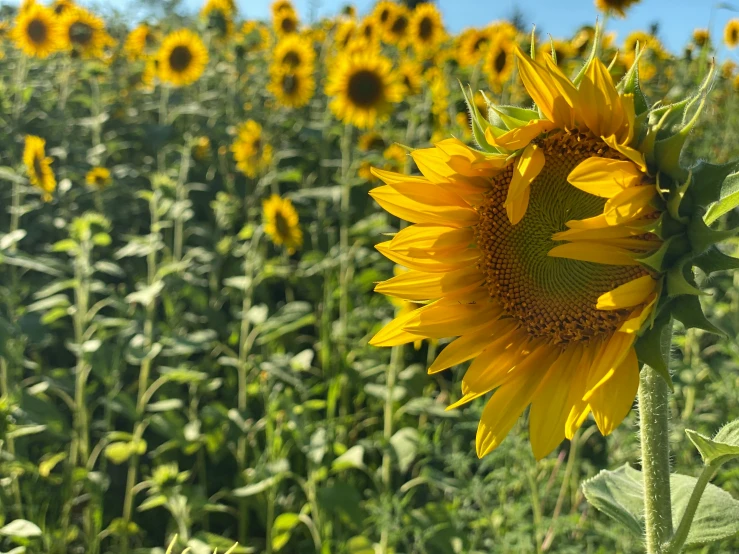 a sunflower in the middle of a field