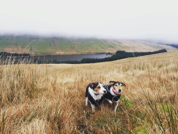 two dogs on the side of a hill overlooking a lake