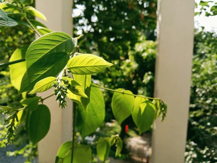 green leaves on trees and shrubs around the fence