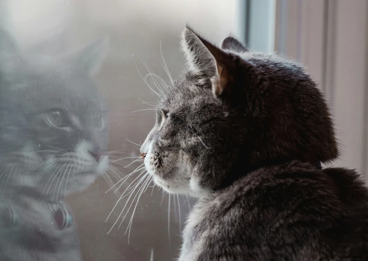 a grey cat looking out the window at another cat