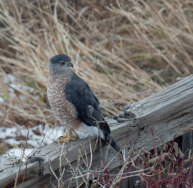 a gray and white bird sitting on top of a wooden fence