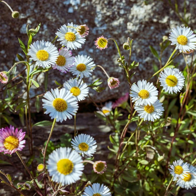 a bunch of flowers that are in some kind of plant