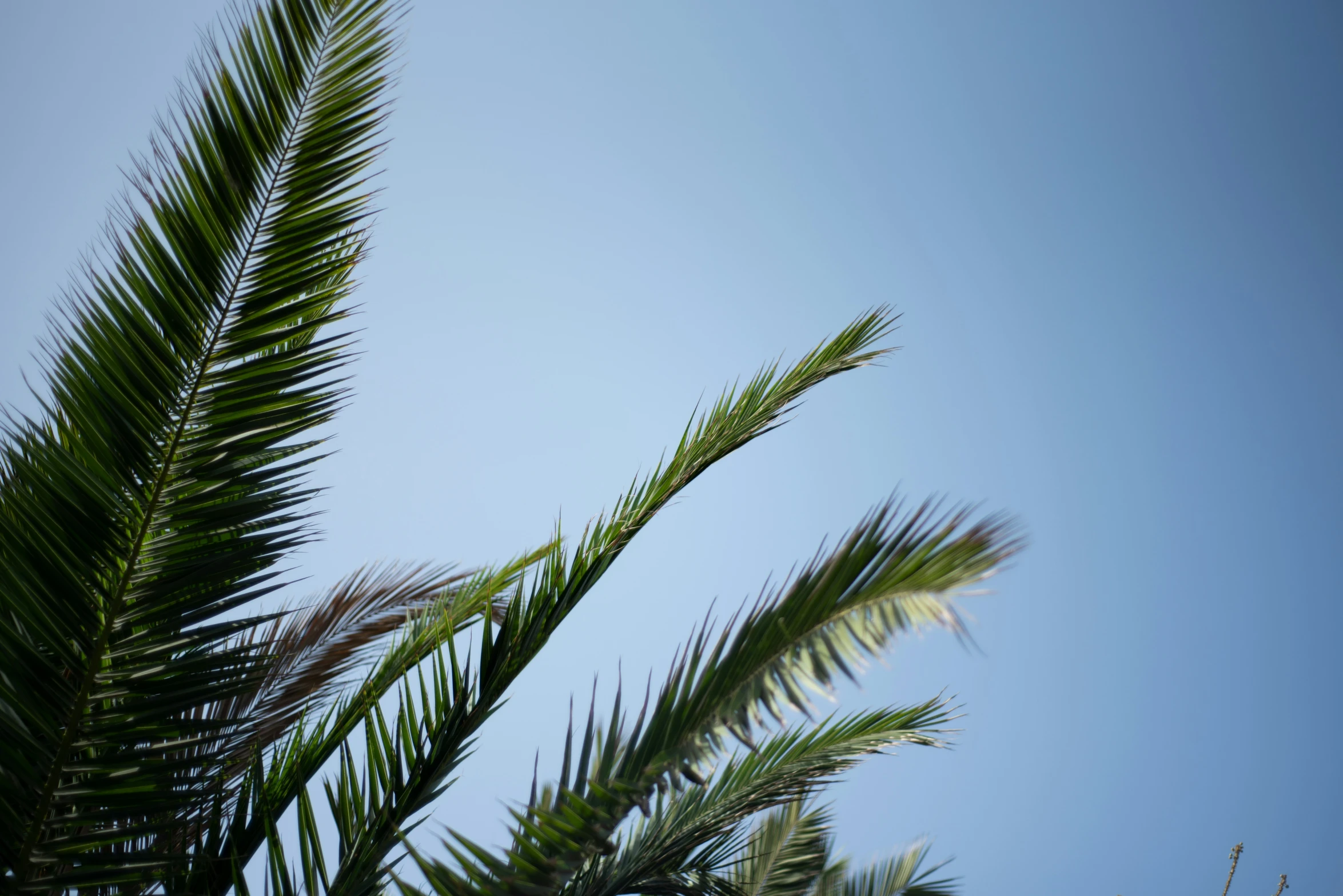 looking up at the leaf on a tall palm tree