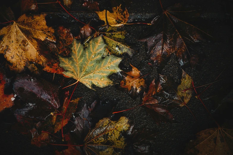 a leaf on the ground surrounded by leaves