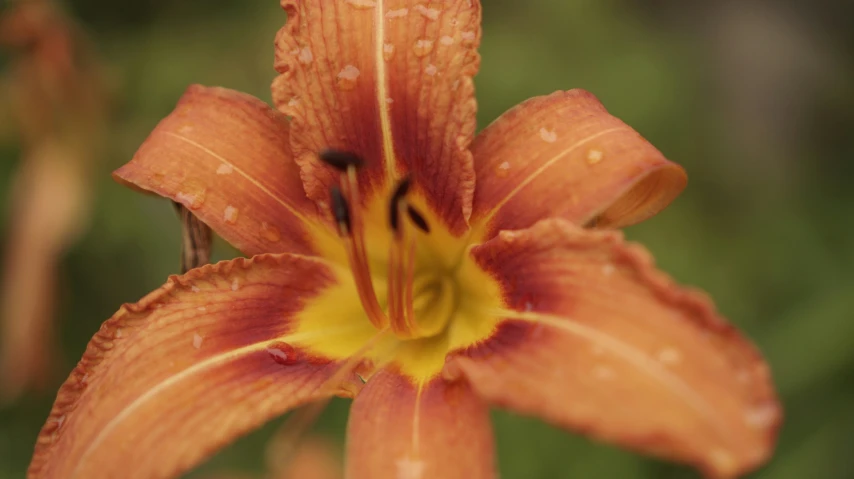 a single red flower with water drops on it