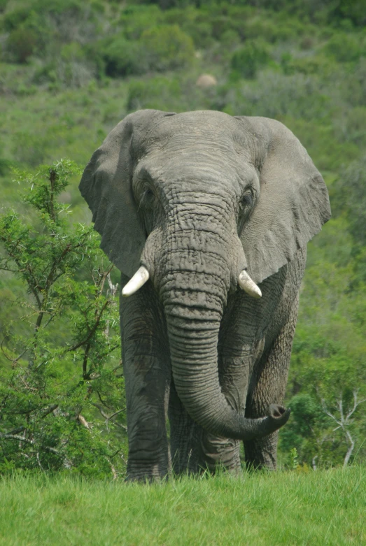 an elephant stands in a field near some trees