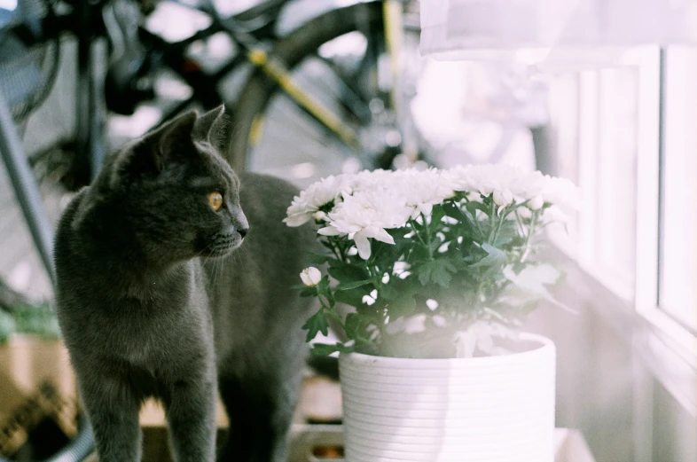 a gray cat standing on a counter next to white flowers