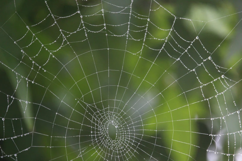 there is a spider web with some water droplets on it