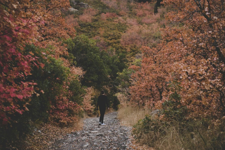 a person in black jacket walking through a leaf covered path