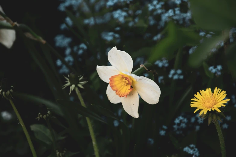 a white flower with orange center standing next to yellow flower