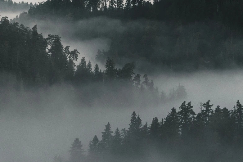 a black and white po of mist and trees