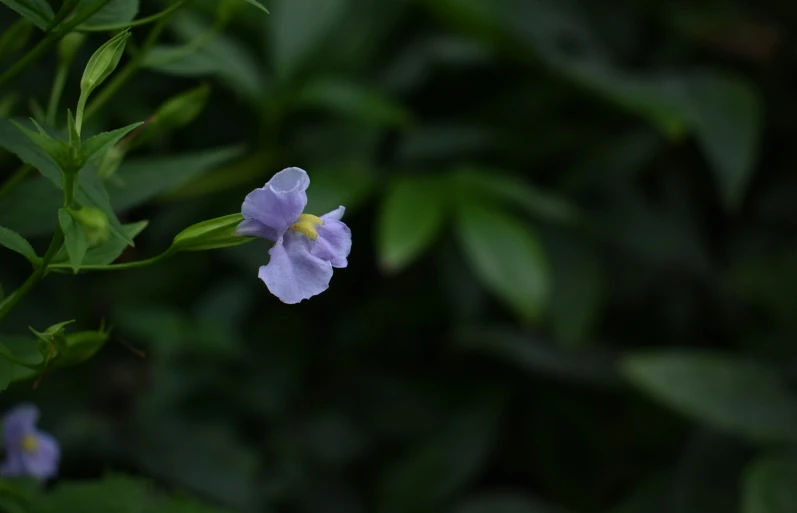 the flower has a yellow stamen on the center