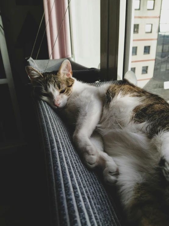 a cat lays down on a sofa next to the window